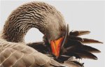 (image for) Greylag Goose